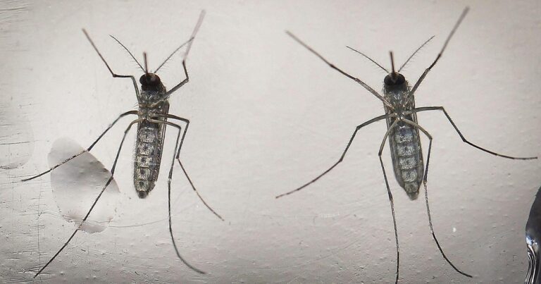 Chikungunya, salgono la paura e i casi nel Veronese. Proseguono le disinfestazioni
