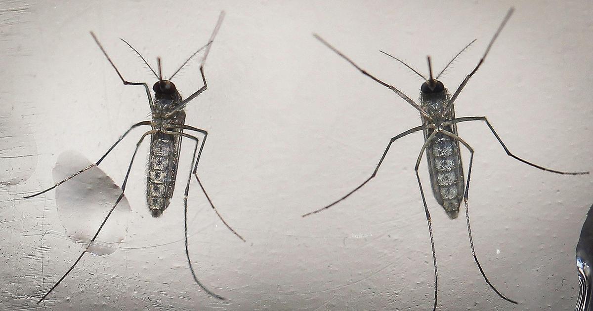 Chikungunya, salgono la paura e i casi nel Veronese. Proseguono le disinfestazioni