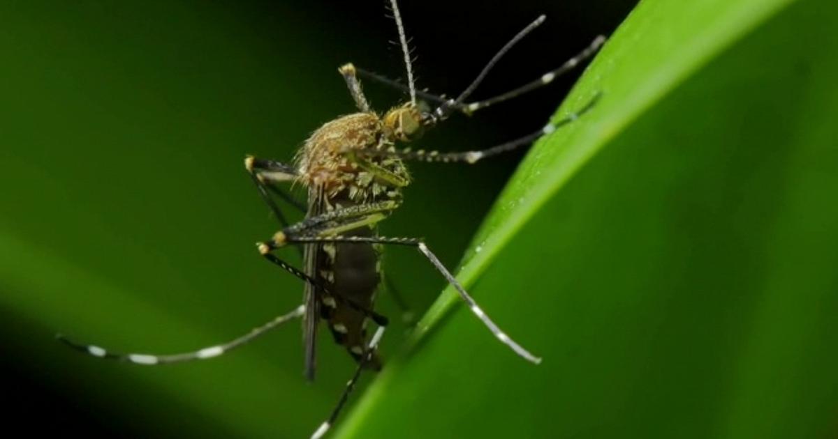 Virus Chikungunya, nuovi casi nel Veronese: disinfestazioni anche a Isola della Scala