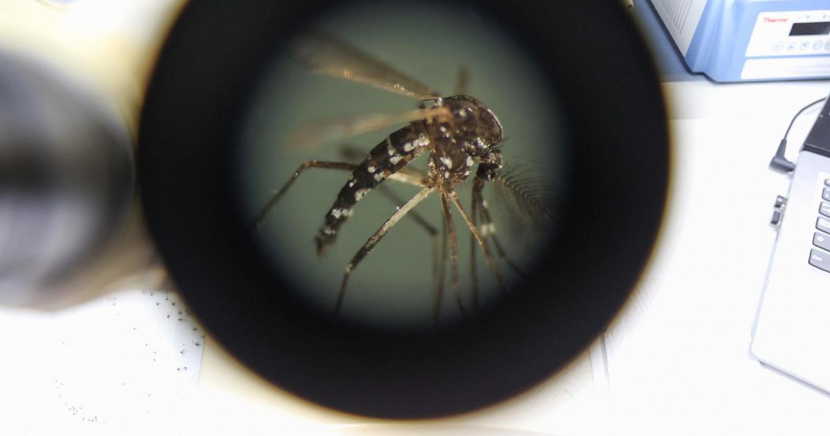 Virus Chikungunya nel Veronese: l'attenzione resta alta