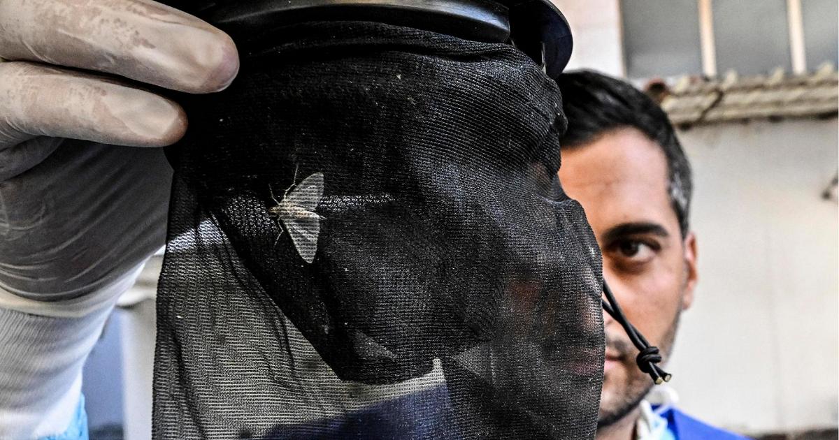 Chikungunya, Dengue e West Nile, casi in aumento. Ordine medici: cosa sapere e come difendersi