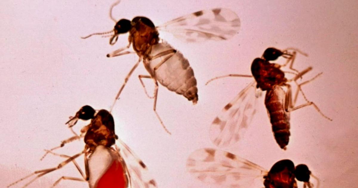 Febbre del Nilo in Sardegna, i contagi salgono a 30: l'allerta per la West Nile